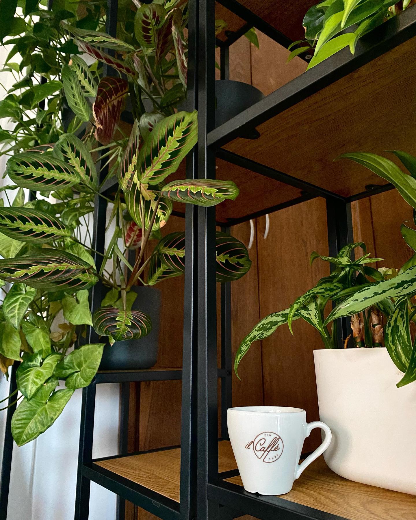 Office vibes 🌱 
__
#plantscorner #shadesofgreen #baldwinromania